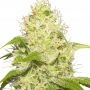 La Jefa Feminized Marijuana Strain by Super Strains For Sale Online at Cannabis Seeds Outlet