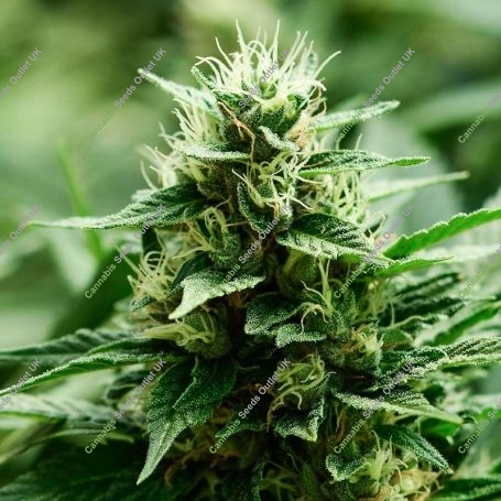Mexican Candy Feminized Marijuana Strain by Super Strains For Sale Online at Cannabis Seeds Outlet