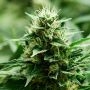 Mexican Candy Feminized Marijuana Strain by Super Strains For Sale Online at Cannabis Seeds Outlet
