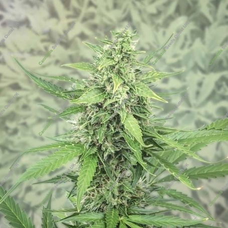 Next of Kin Feminized Marijuana Strain by Super Strains For Sale Online at Cannabis Seeds Outlet