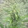 Next of Kin Feminized Marijuana Strain by Super Strains For Sale Online at Cannabis Seeds Outlet