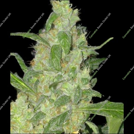 Turing Auto Feminized Marijuana Strain by Super Strains For Sale Online at Cannabis Seeds Outlet