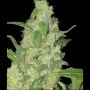 Turing Auto Feminized Marijuana Strain by Super Strains For Sale Online at Cannabis Seeds Outlet