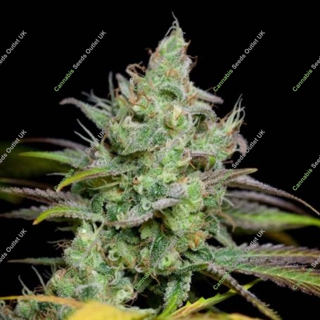 Pennywise Regular Marijuana Strain by TGA Seeds For Sale Online at Cannabis Seeds Outlet