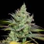Pennywise Regular Marijuana Strain by TGA Seeds For Sale Online at Cannabis Seeds Outlet