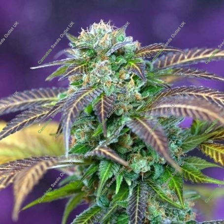 Alchemy Regular Marijuana Strain by TGA Seeds For Sale Online at Cannabis Seeds Outlet