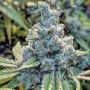Astro Snaps Regular Marijuana Strain by TGA Seeds For Sale Online at Cannabis Seeds Outlet