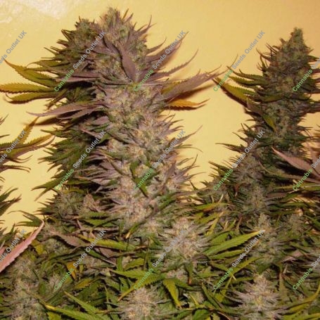 Cheesequake Regular Marijuana Strain by TGA Seeds For Sale Online at Cannabis Seeds Outlet