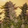 Cheesequake Regular Marijuana Strain by TGA Seeds For Sale Online at Cannabis Seeds Outlet