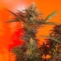Cherry Cordial Regular Marijuana Strain by TGA Seeds For Sale Online at Cannabis Seeds Outlet