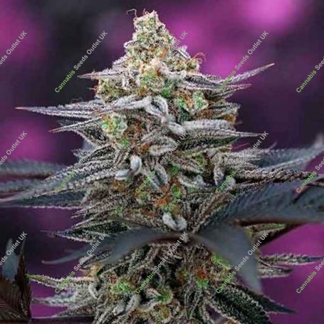 Cherrygasm Regular Marijuana Strain by TGA Seeds For Sale Online at Cannabis Seeds Outlet