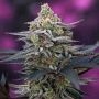 Cherrygasm Regular Marijuana Strain by TGA Seeds For Sale Online at Cannabis Seeds Outlet
