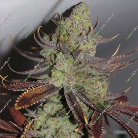 Conspiracy Kush Regular Marijuana Strain by TGA Seeds For Sale Online at Cannabis Seeds Outlet