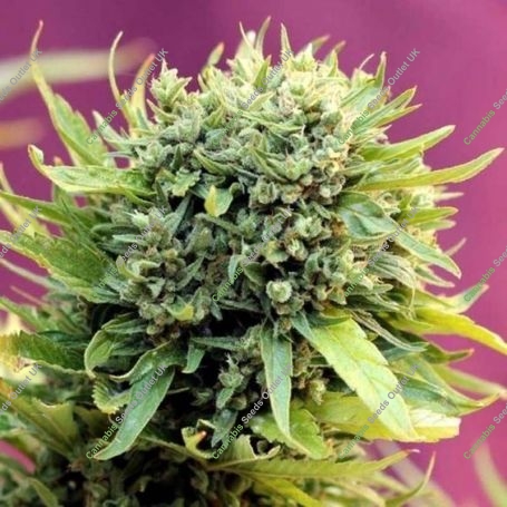 Dairy Queen Regular Marijuana Strain by TGA Seeds For Sale Online at Cannabis Seeds Outlet