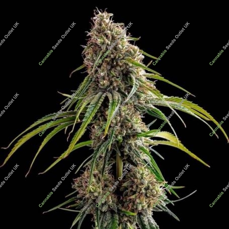 Deadlights Regular Marijuana Strain by TGA Seeds For Sale Online at Cannabis Seeds Outlet
