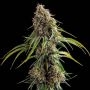 Deadlights Regular Marijuana Strain by TGA Seeds For Sale Online at Cannabis Seeds Outlet