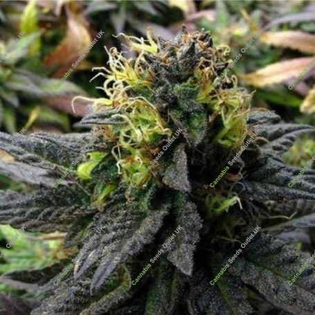 Deep Purple Regular Marijuana Strain by TGA Seeds For Sale Online at Cannabis Seeds Outlet