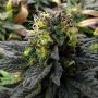 Deep Purple Regular Marijuana Strain by TGA Seeds For Sale Online at Cannabis Seeds Outlet