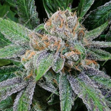 Grape Inferno Regular Marijuana Strain by TGA Seeds For Sale Online at Cannabis Seeds Outlet