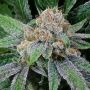 Grape Inferno Regular Marijuana Strain by TGA Seeds For Sale Online at Cannabis Seeds Outlet
