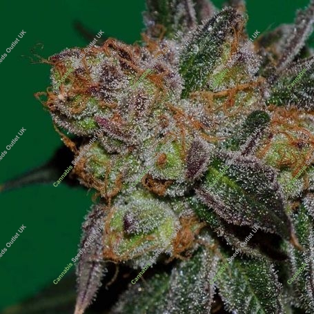 Grape Lime Ricky Regular Marijuana Strain by TGA Seeds For Sale Online at Cannabis Seeds Outlet