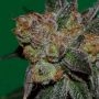 Grape Lime Ricky Regular Marijuana Strain by TGA Seeds For Sale Online at Cannabis Seeds Outlet