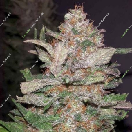 Hurkle CBD Regular Marijuana Strain by TGA Seeds For Sale Online at Cannabis Seeds Outlet