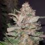 Hurkle CBD Regular Marijuana Strain by TGA Seeds For Sale Online at Cannabis Seeds Outlet