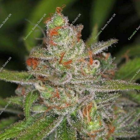 Jack Skellington Regular Marijuana Strain by TGA Seeds For Sale Online at Cannabis Seeds Outlet