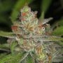 Jack Skellington Regular Marijuana Strain by TGA Seeds For Sale Online at Cannabis Seeds Outlet