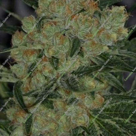 Jack Straw Regular Marijuana Strain by TGA Seeds For Sale Online at Cannabis Seeds Outlet