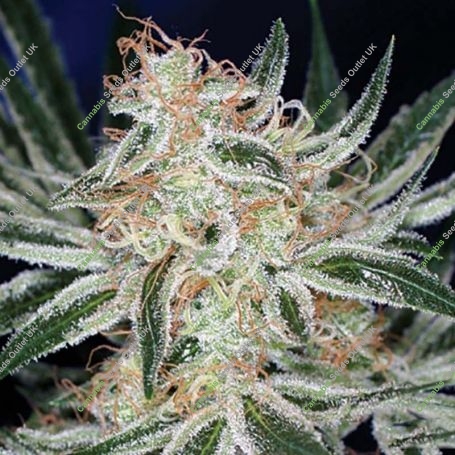 Jack The Ripper Regular Marijuana Strain by TGA Seeds For Sale Online at Cannabis Seeds Outlet