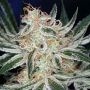 Jack The Ripper Regular Marijuana Strain by TGA Seeds For Sale Online at Cannabis Seeds Outlet