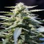Jacked Up Reg TGA Subcool Cannabis Seeds