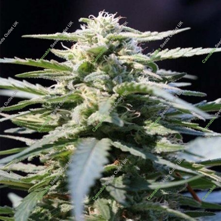 Jacked Up Regular Marijuana Strain by TGA Seeds For Sale Online at Cannabis Seeds Outlet