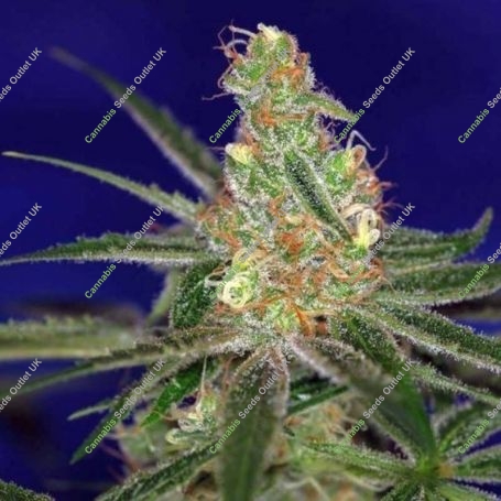 Jacks Cleaner 2 Regular Marijuana Strain by TGA Seeds For Sale Online at Cannabis Seeds Outlet