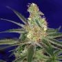 Jacks Cleaner 2 Regular Marijuana Strain by TGA Seeds For Sale Online at Cannabis Seeds Outlet