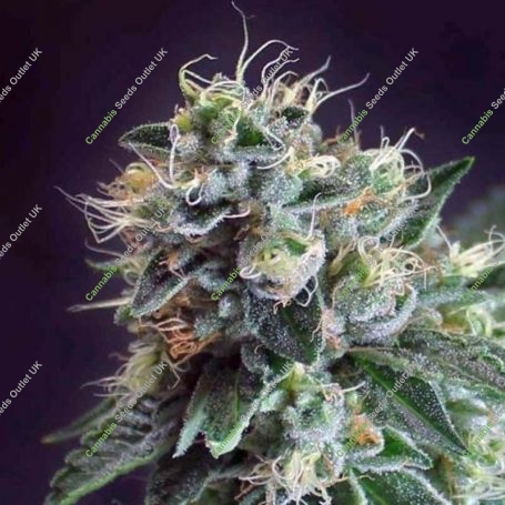 Jesus OG Kush Regular Marijuana Strain by TGA Seeds For Sale Online at Cannabis Seeds Outlet