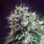Jesus OG Kush Regular Marijuana Strain by TGA Seeds For Sale Online at Cannabis Seeds Outlet
