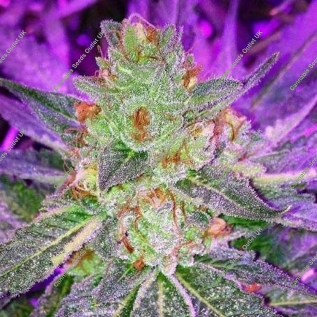 9Lb Hammer Regular Marijuana Strain by TGA Seeds For Sale Online at Cannabis Seeds Outlet