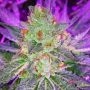 9Lb Hammer Regular Marijuana Strain by TGA Seeds For Sale Online at Cannabis Seeds Outlet
