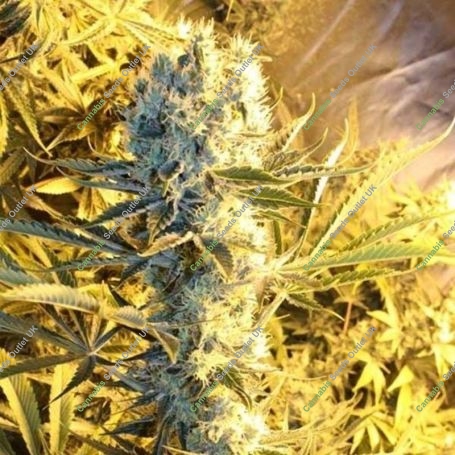 Kaboom (JC2 x Vortex) Regular Marijuana Strain by TGA Seeds For Sale Online at Cannabis Seeds Outlet