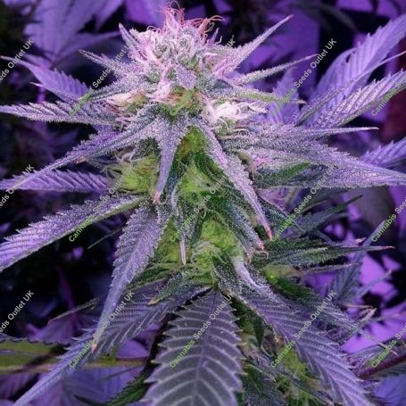 Killer Grape Regular Marijuana Strain by TGA Seeds For Sale Online at Cannabis Seeds Outlet