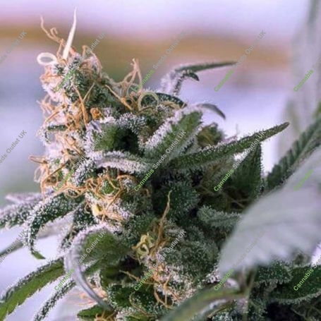 Lemon Stilton Regular Marijuana Strain by TGA Seeds For Sale Online at Cannabis Seeds Outlet