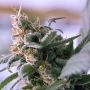Lemon Stilton Regular Marijuana Strain by TGA Seeds For Sale Online at Cannabis Seeds Outlet