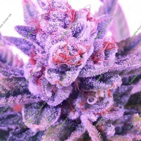 Lord Licorice Regular Marijuana Strain by TGA Seeds For Sale Online at Cannabis Seeds Outlet