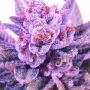 Lord Licorice Regular Marijuana Strain by TGA Seeds For Sale Online at Cannabis Seeds Outlet