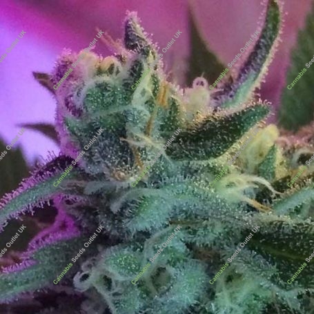 Mothers Tongue Regular Marijuana Strain by TGA Seeds For Sale Online at Cannabis Seeds Outlet