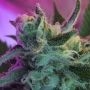 Mothers Tongue Regular Marijuana Strain by TGA Seeds For Sale Online at Cannabis Seeds Outlet