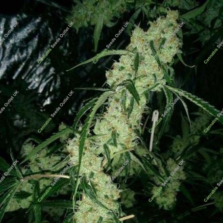 Nepali Queen Regular Marijuana Strain by TGA Seeds For Sale Online at Cannabis Seeds Outlet